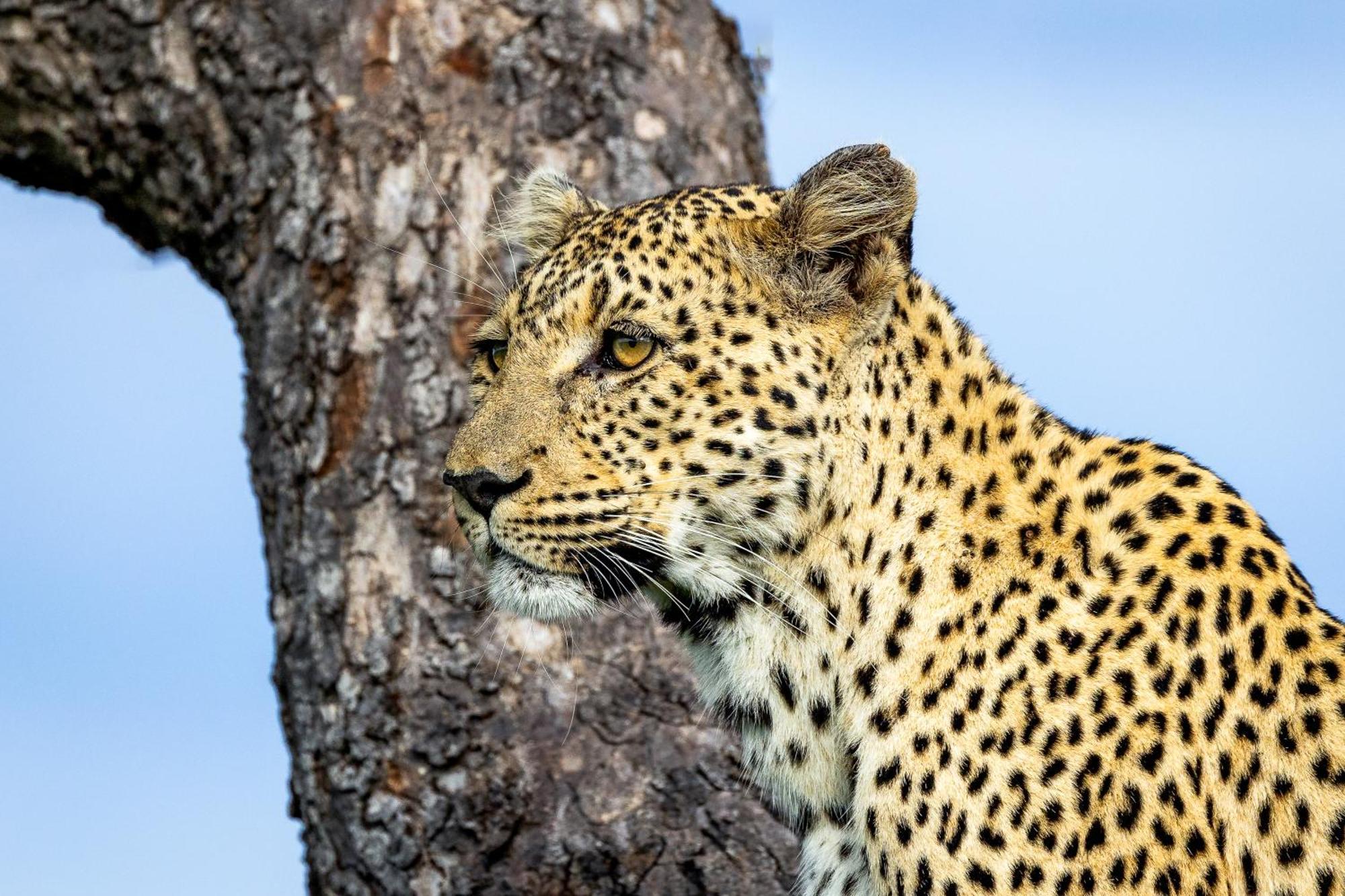 ソーニーブッシュ・ゲーム・リザーブ Tangala Safari Campヴィラ エクステリア 写真