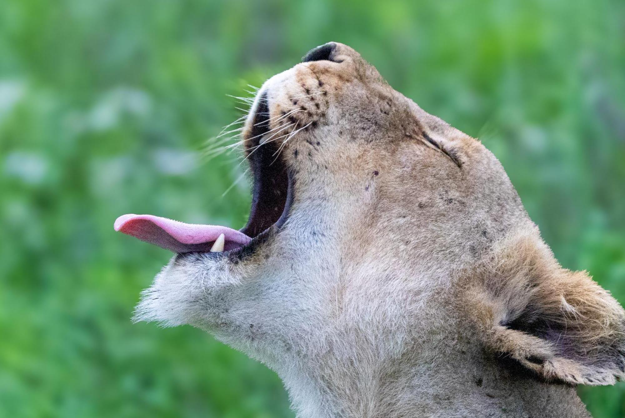 ソーニーブッシュ・ゲーム・リザーブ Tangala Safari Campヴィラ エクステリア 写真