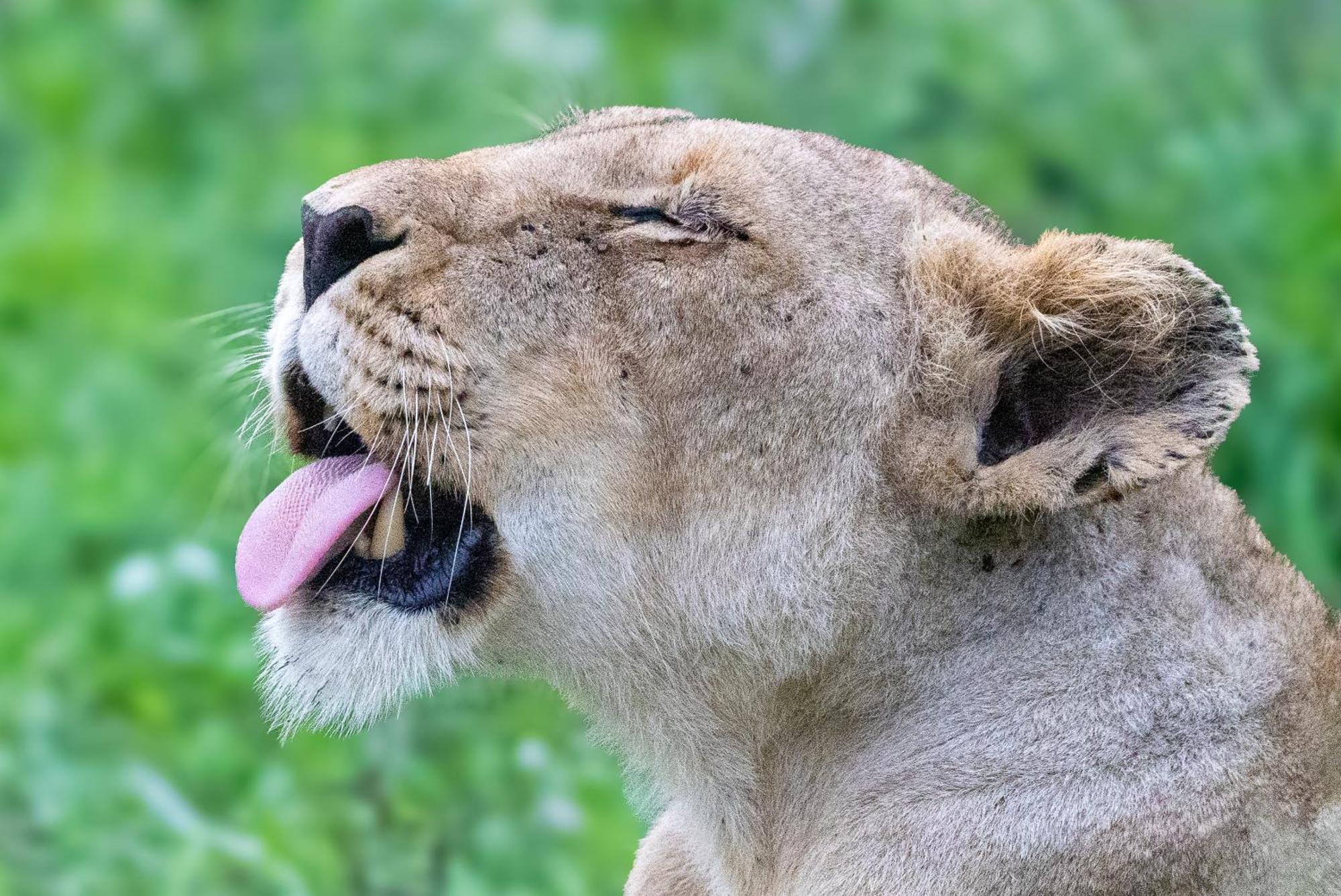 ソーニーブッシュ・ゲーム・リザーブ Tangala Safari Campヴィラ エクステリア 写真